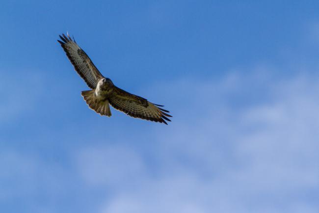 Common Buzzard (Buteo buteo). Oxfordshire, United Kingdom. March 2018