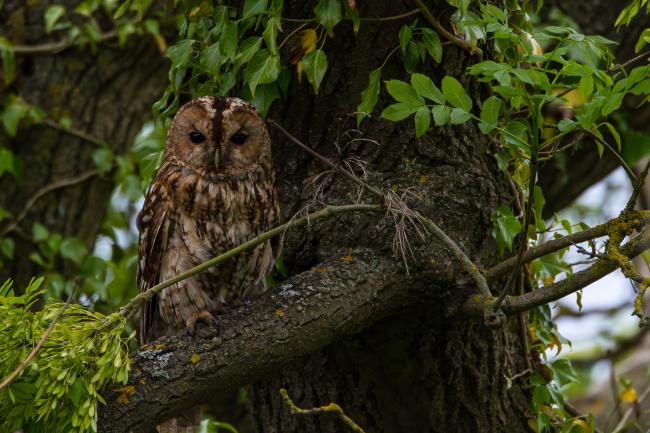 Tawny Owl (Strix aluco). County Durham, United Kingdom. May 2018