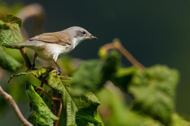 Lesser Whitethroat (Curruca curruca). Vorarlberg, Austria. August 2018