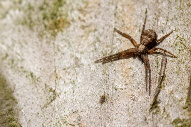 Spotted Wolf Spider (Pardosa amentata). County Durham, United Kingdom. March 2019