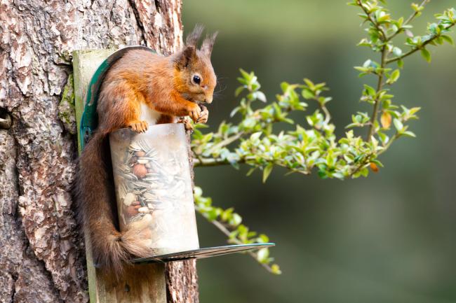 Red Squirrel (Sciurus vulgaris). Fife, United Kingdom. May 2019