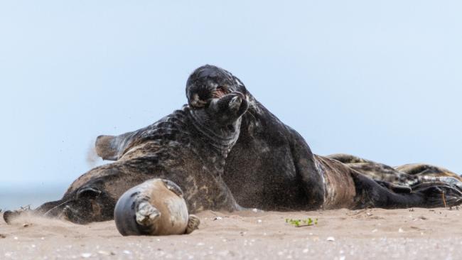 Grey Seal (Halichoerus grypus). Fife, United Kingdom. May 2019