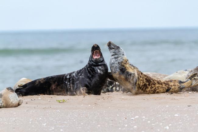 Grey Seal (Halichoerus grypus). Fife, United Kingdom. May 2019