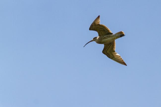 Eurasian Curlew (Numenius arquata). County Durham, United Kingdom. June 2019