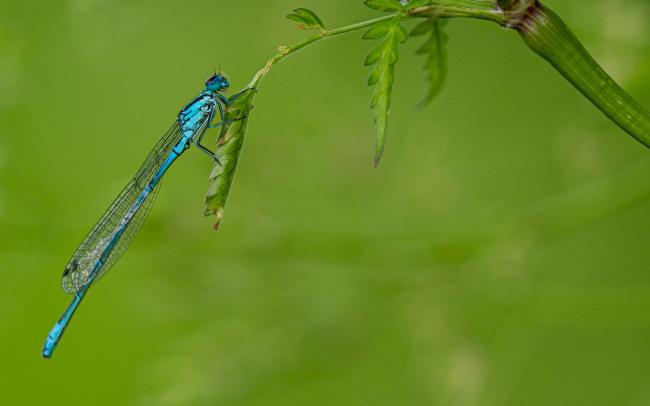 Azure Damselfly (Coenagrion puella). County Durham, United Kingdom. June 2019