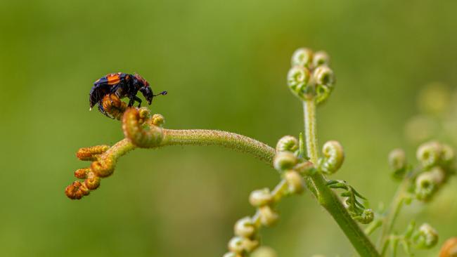 Common Sexton Beetle (Nicrophorus vespilloides). County Durham, United Kingdom. June 2019