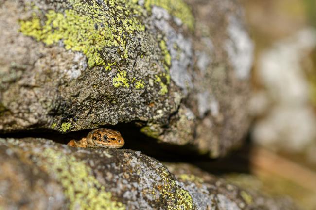 Common Lizard (Zootoca vivipara). North Yorkshire, United Kingdom. July 2019