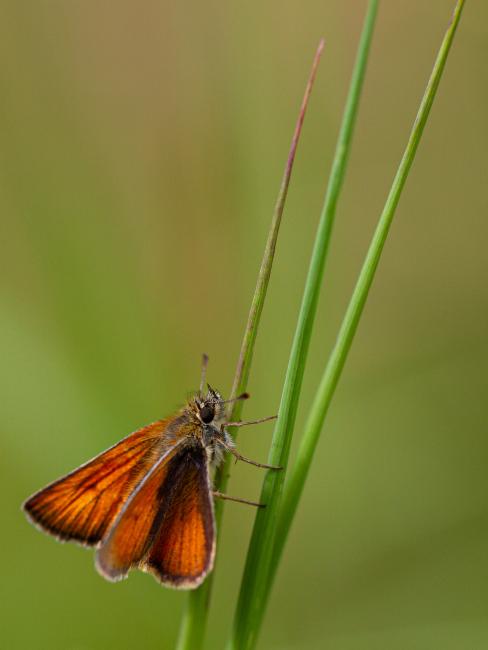 Small Skipper (Thymelicus sylvestris). County Durham, United Kingdom. July 2019