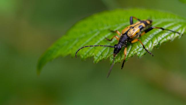 Spotted Longhorn (Rutpela maculata). County Durham, United Kingdom. July 2019