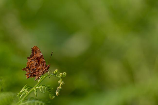 Comma (Polygonia c-album). County Durham, United Kingdom. July 2019