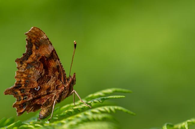 Comma (Polygonia c-album). County Durham, United Kingdom. July 2019