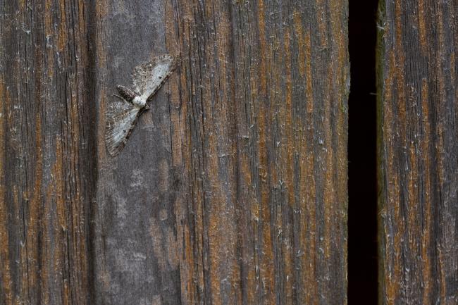 Bordered Pug (Eupithecia succenturiata). County Durham, United Kingdom. August 2019