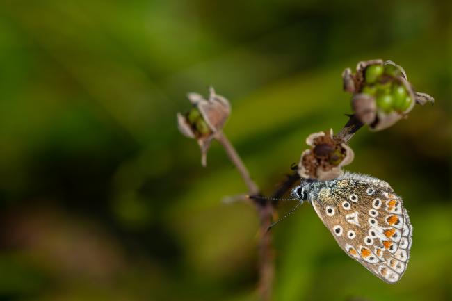 Brown Argus (Aricia agestis). West Glamorgan, United Kingdom. August 2019