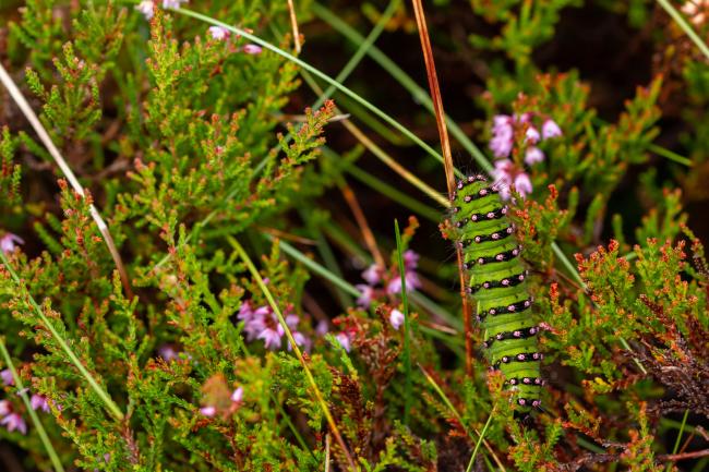 Small Emperor Moth (Saturnia pavonia). County Durham, United Kingdom. August 2019