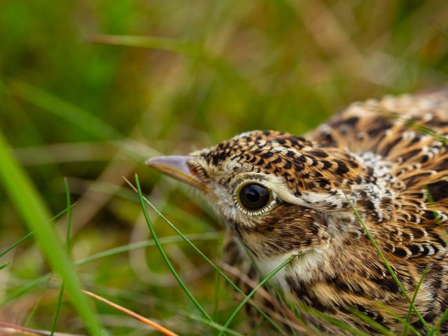 Skylark (Alauda arvensis). County Durham, United Kingdom. August 2019