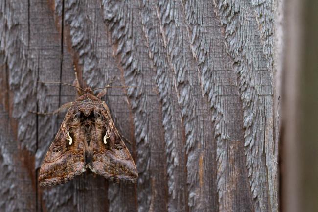 Silver Y (Autographa gamma). County Durham, United Kingdom. August 2019