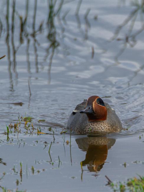 Eurasian Teal (Anas crecca). Devon, United Kingdom. December 2019