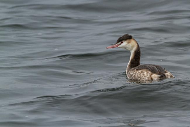 Great-crested Grebe (Podiceps cristatus). Oxfordshire, United Kingdom. January 2020