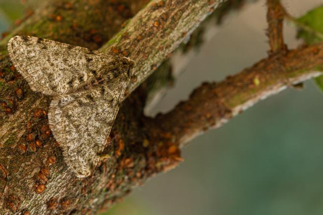 Pale Brindled Beauty (Phigalia pilosaria). County Durham, United Kingdom. January 2020