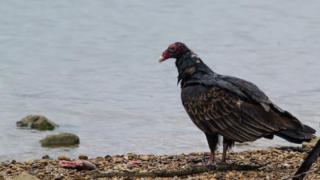 Turkey Vulture (Cathartes aura). McClennon, United States of America. February 2020