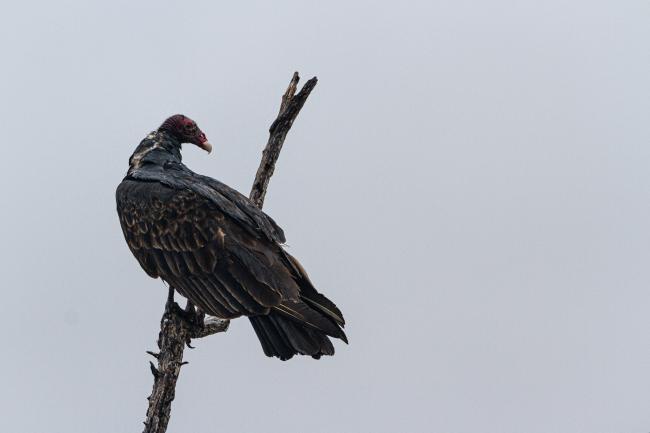 Turkey Vulture (Cathartes aura). McClennon, United States of America. February 2020