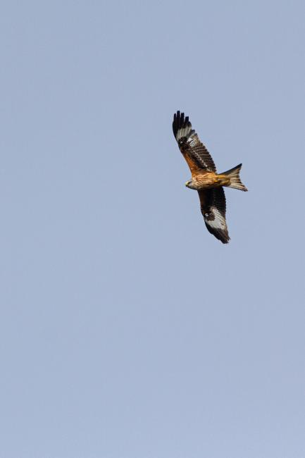 Red Kite (Milvus milvus). County Durham, United Kingdom. February 2020