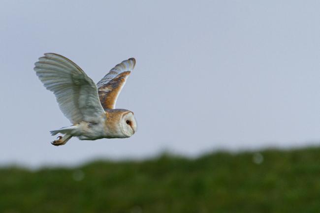 Barn Owl (Tyto alba). Oxfordshire, United Kingdom. March 2020