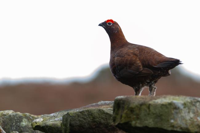 Red Grouse (Lagopus lagopus scotica). North Yorkshire, United Kingdom. March 2020