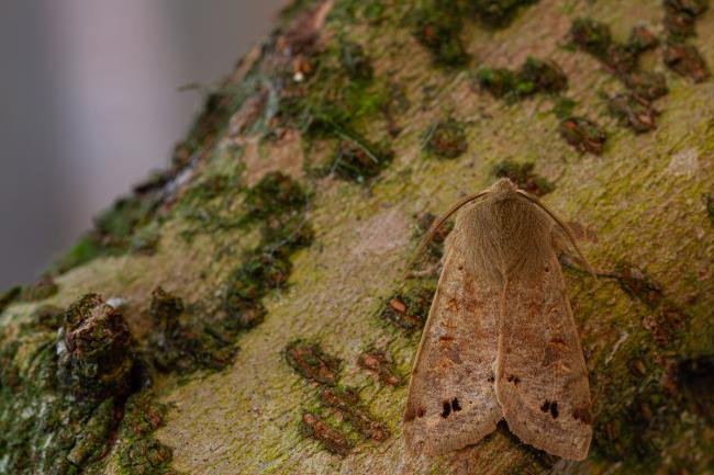 Twin-spot Quaker (Anorthoa munda). County Durham, United Kingdom. March 2020