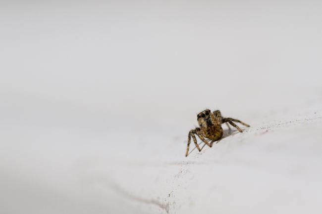 Jumping Spider (Salticus sp.). County Durham, United Kingdom. April 2020