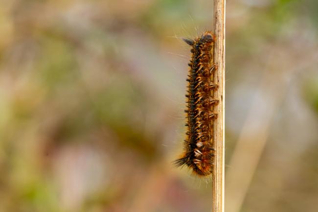 Drinker (Euthrix potatoria). County Durham, United Kingdom. April 2020