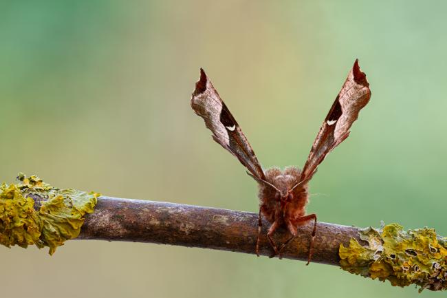 Purple Thorn (Selenia tetralunaria). County Durham, United Kingdom. April 2020