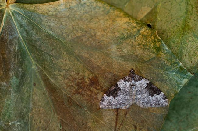 Garden Carpet (Xanthorhoe fluctuata). County Durham, United Kingdom. April 2020