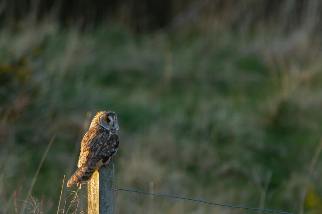 Long-eared Owl (Asio otus). County Durham, United Kingdom. April 2020