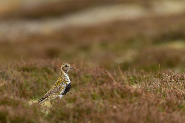 European Golden Plover (Pluvialis apricaria). County Durham, United Kingdom. May 2020