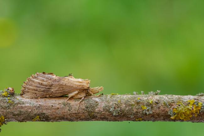 Pale Prominent (Pterostoma palpina). County Durham, United Kingdom. May 2020