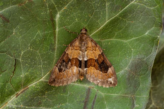 Grey Pine Carpet (Thera obeliscata). County Durham, United Kingdom. May 2020