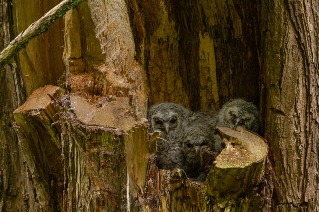 Tawny Owl (Strix aluco). County Durham, United Kingdom. May 2020