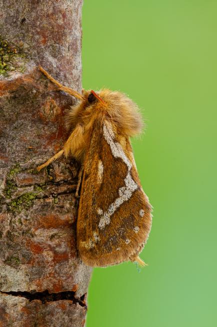 Common Swift (Korscheltellus lupulina). County Durham, United Kingdom. May 2020