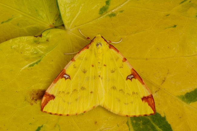 Brimstone Moth (Opisthograptis luteolata). County Durham, United Kingdom. May 2020