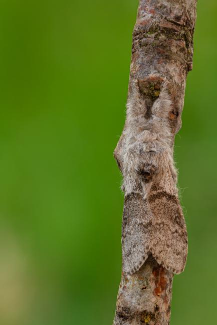 Pale Tussock (Calliteara pudibunda). County Durham, United Kingdom. May 2020