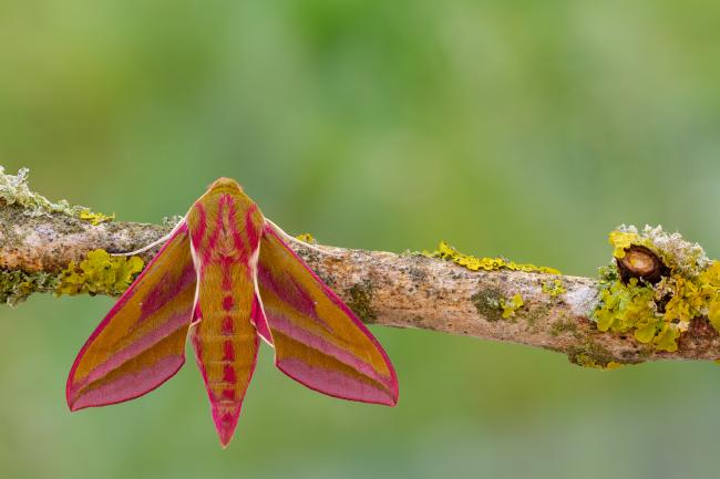 Elephant Hawk-moth (Deilephila elpenor). County Durham, United Kingdom. May 2020