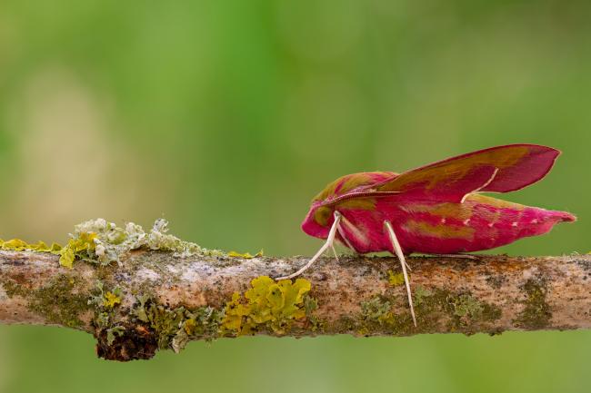 Elephant Hawk-moth (Deilephila elpenor). County Durham, United Kingdom. May 2020