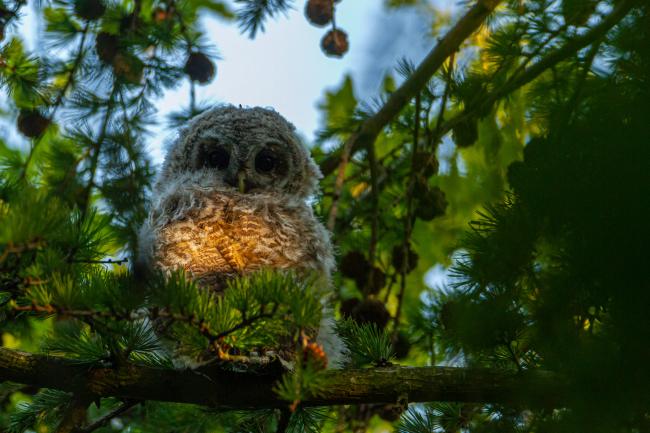 Tawny Owl (Strix aluco). County Durham, United Kingdom. May 2020