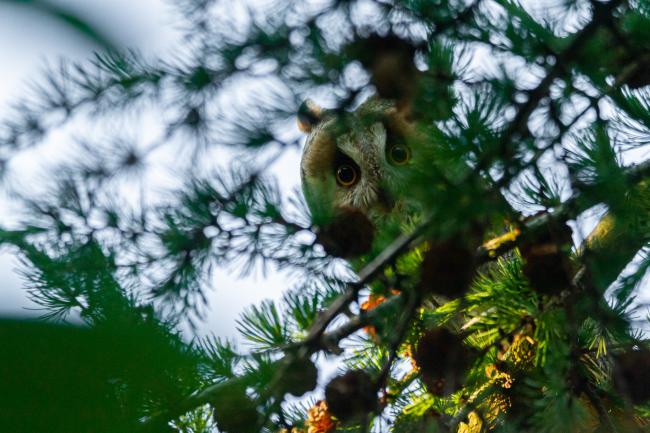 Long-eared Owl (Asio otus). County Durham, United Kingdom. June 2020