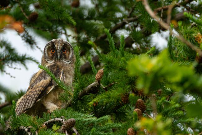 Long-eared Owl (Asio otus). County Durham, United Kingdom. June 2020