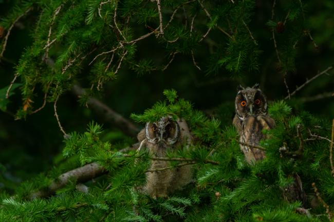 Long-eared Owl (Asio otus). County Durham, United Kingdom. June 2020