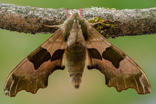 Lime Hawk-moth (Mimas tiliae). County Durham, United Kingdom. June 2020