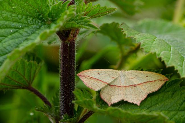 Blood-vein (Timandra comae). County Durham, United Kingdom. June 2020