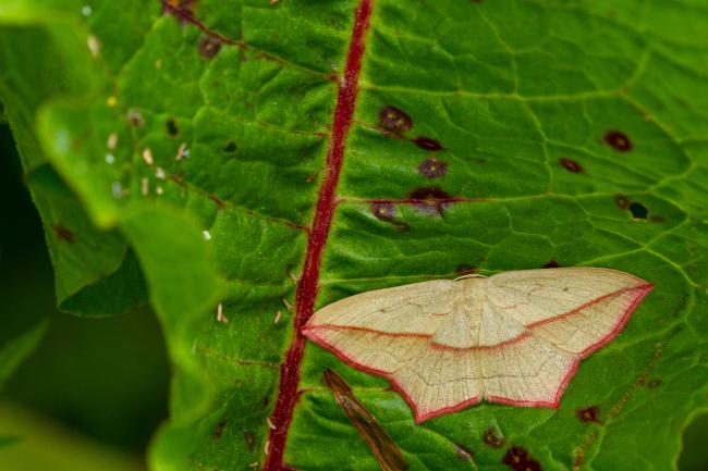 Blood-vein (Timandra comae). County Durham, United Kingdom. June 2020